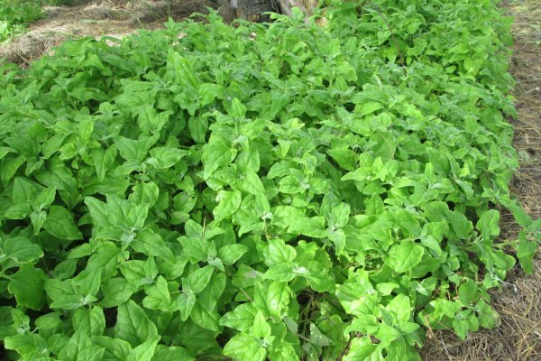 New Zealand Spinach is not botanically related to common spinach