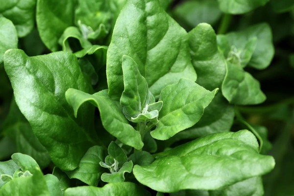 New Zealand Spinach