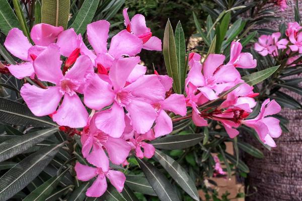 Oleander (1)