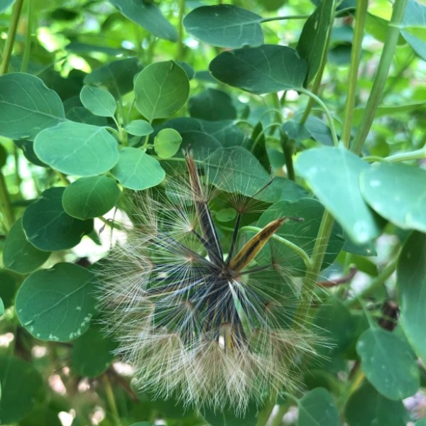 Papalo is best to propagate through seeds