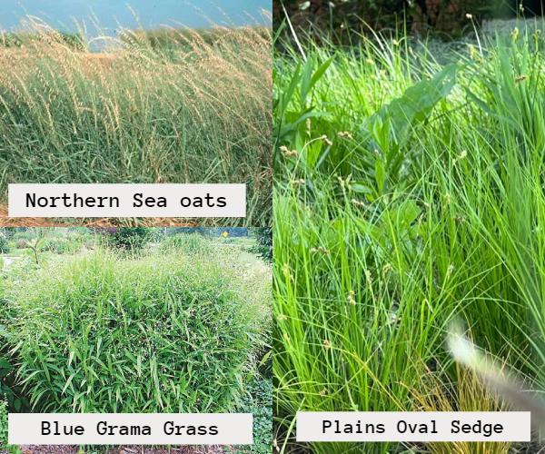 Plains Oval Sedge, Northern Sea oats, and Blue Grama Grass