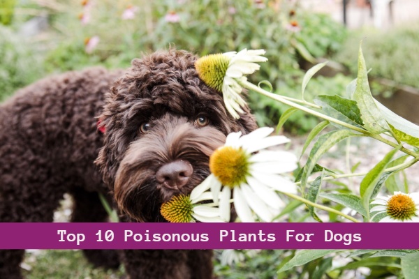 Poisonous Plants for dogs