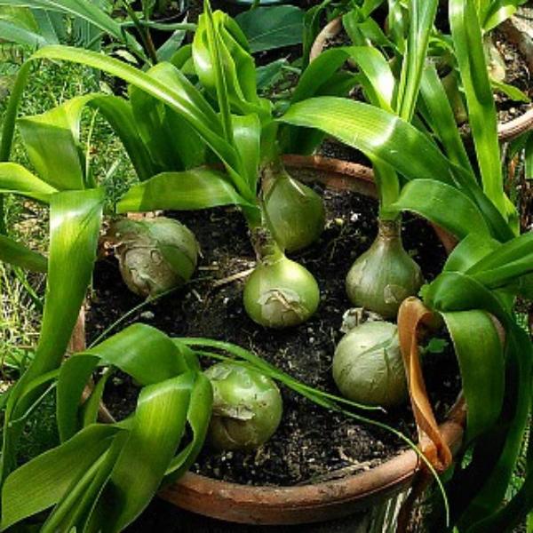 Pregnant Onion plant is native to South Africa