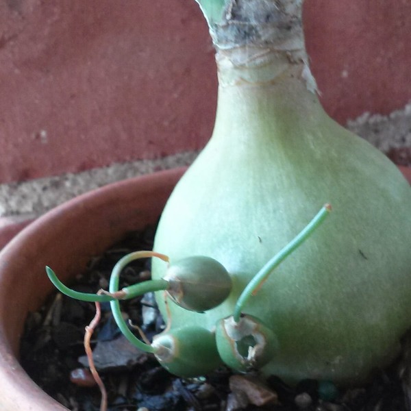 Pregnant Onion plant produce small bulbs each year