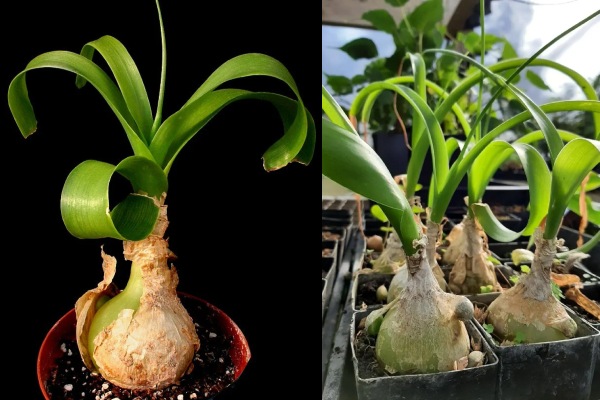 Pregnant Onion plant