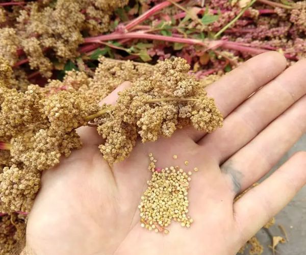 Quinoa is an edible grain crop with a lot of nourishment