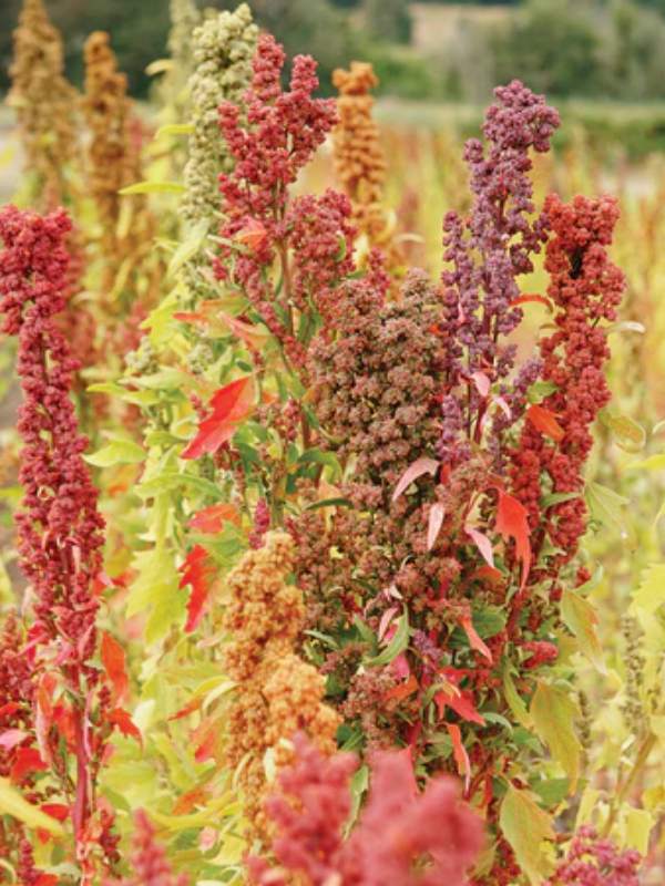 Quinoa's seeds can be used for cooking, just like rice, or ground into flour