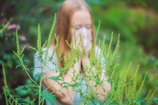 Ragweed allergy symptoms may include a runny nose, coughing, itchy throat, stuffy nose, and itchy