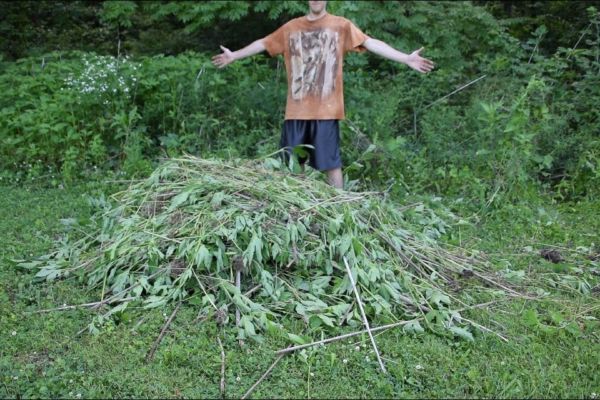 Ragweed pollen counts are highest in late summer to early fall