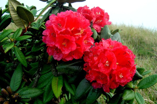 Rhododendron