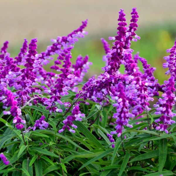 Salvia leucantha is adored for its spectacular lavender flower spikes