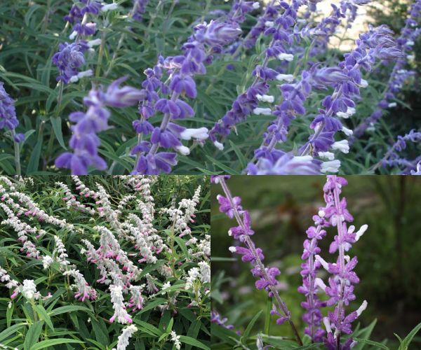 Salvia leucantha varities