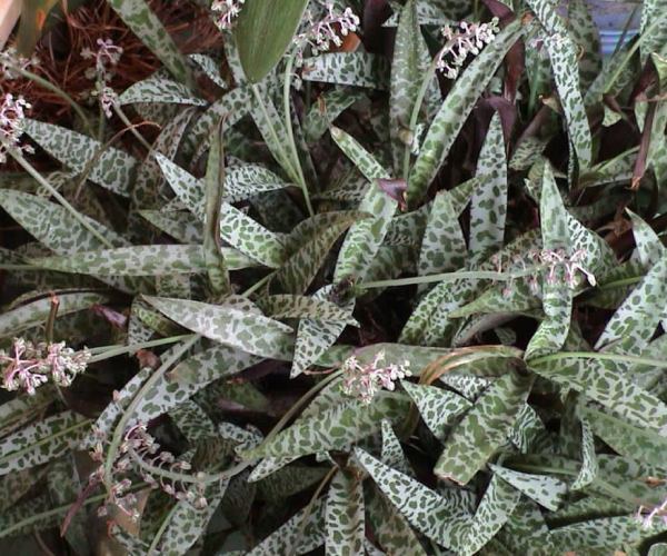 Silver Aquill 'Ledebouria Socialis' is a perennial plant