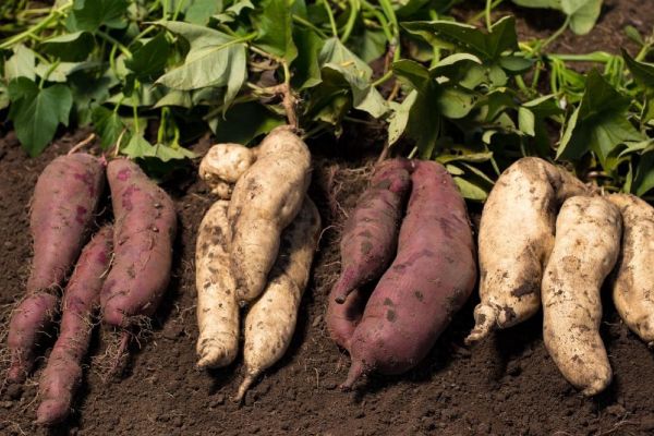 Sweet Potatoes requires warm temperatures to grow