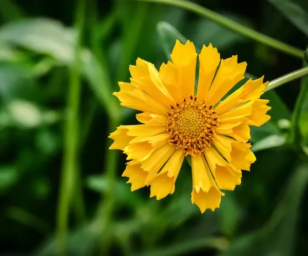 coreopsis 