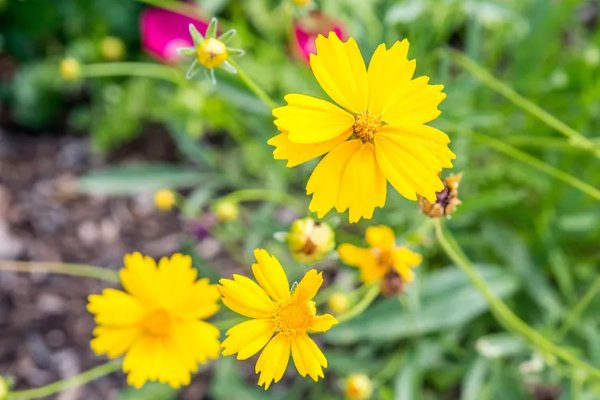 coreopsis