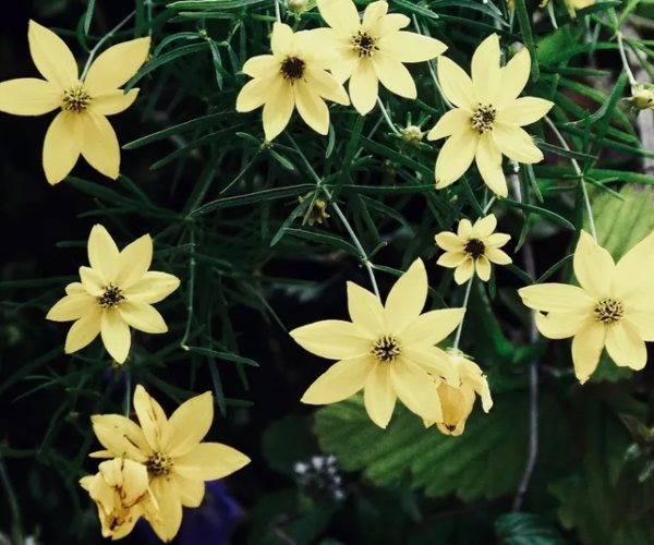 coreopsis 