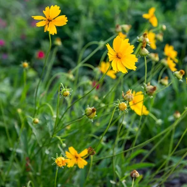 coreopsis