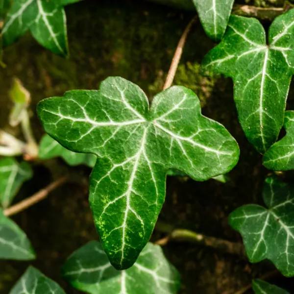 english ivy 