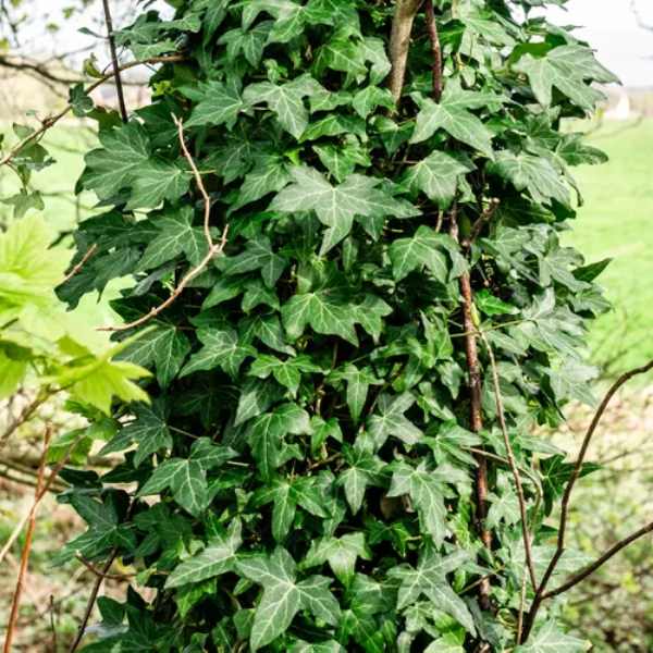 english ivy 