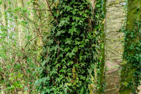 english ivy