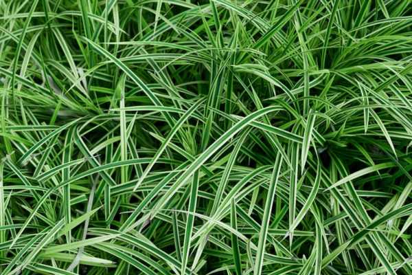 Japanese Sedge