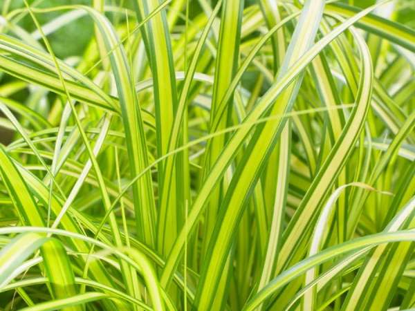 japanese sedge 