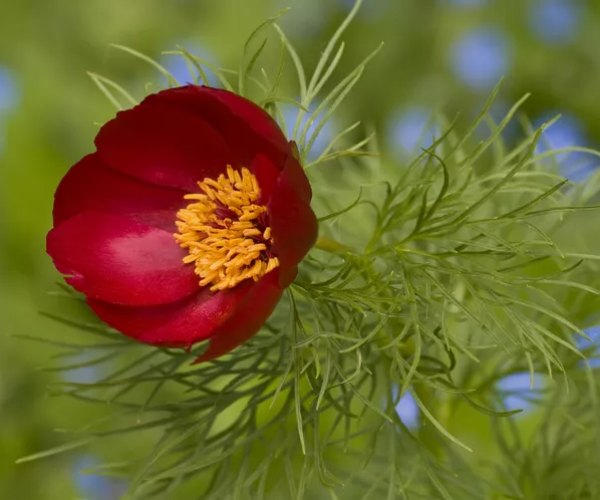 peonies 