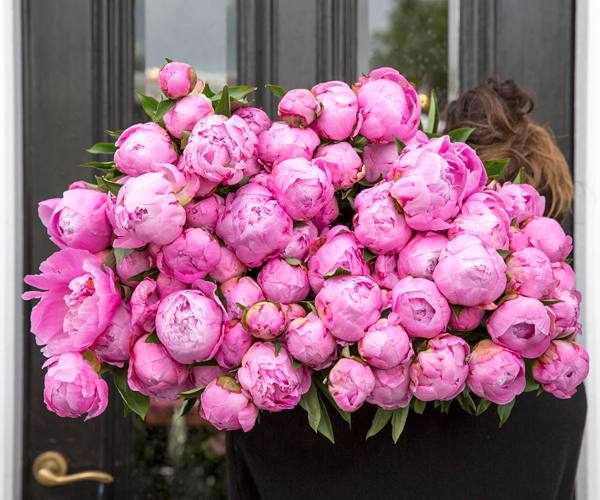 peonies