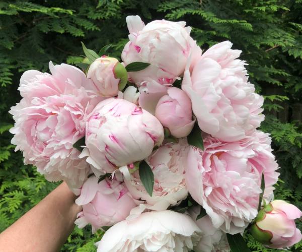 peonies 