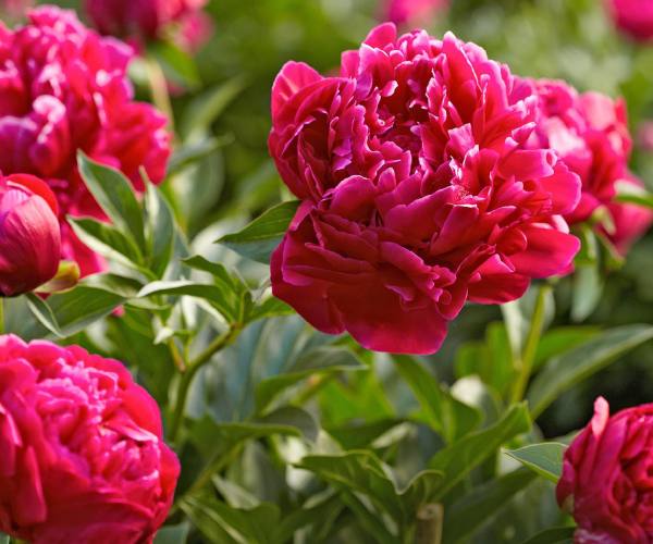 peonies