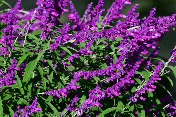 salvia leucantha (mexican bush sage)