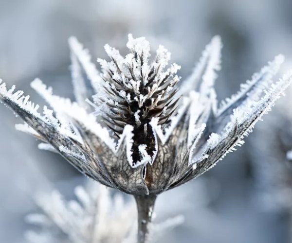 sea holly 