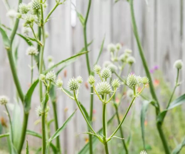 sea holly