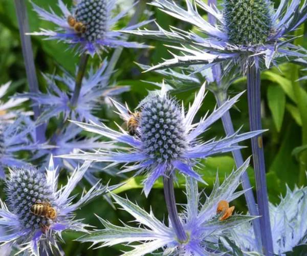 sea holly 