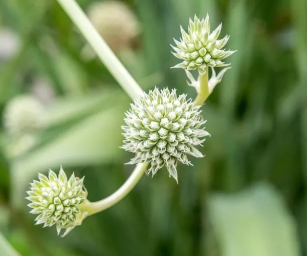 sea holly 