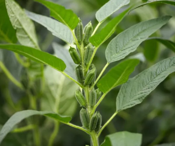 sesame plants 