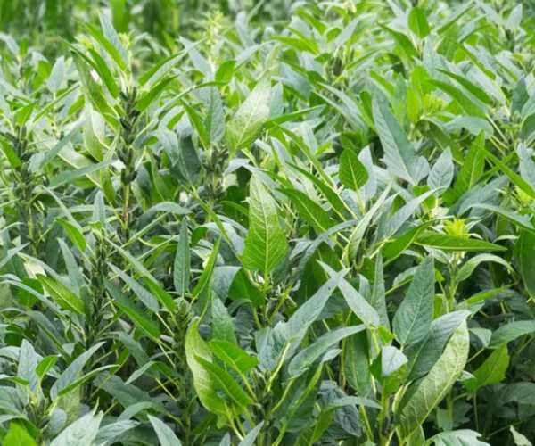 sesame plants