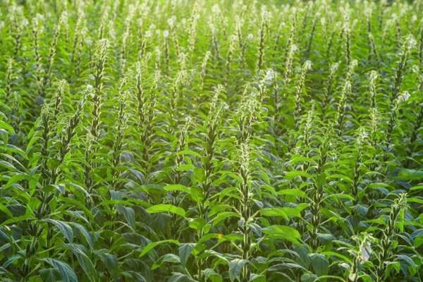 sesame plants