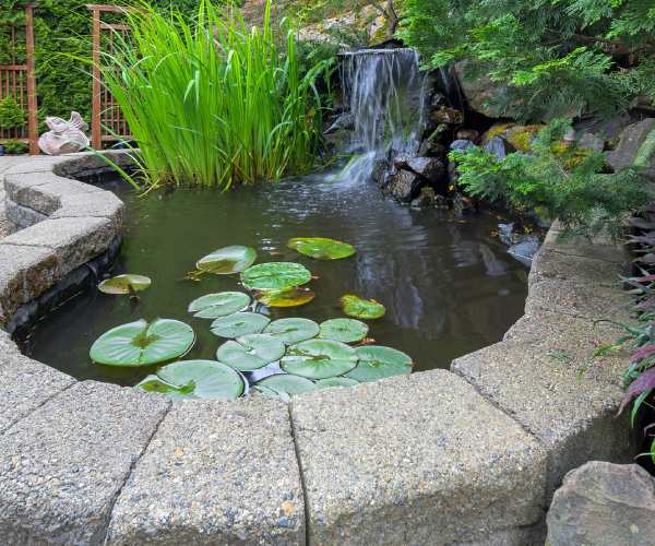 water garden 