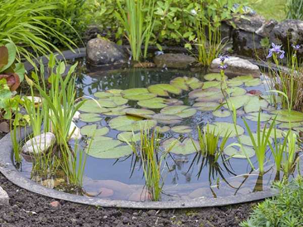 water garden 