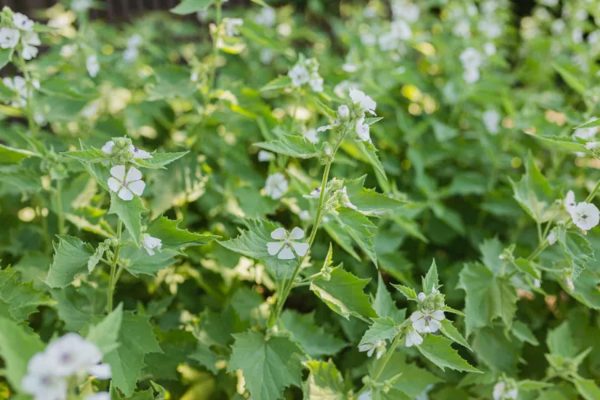 marsh mallow