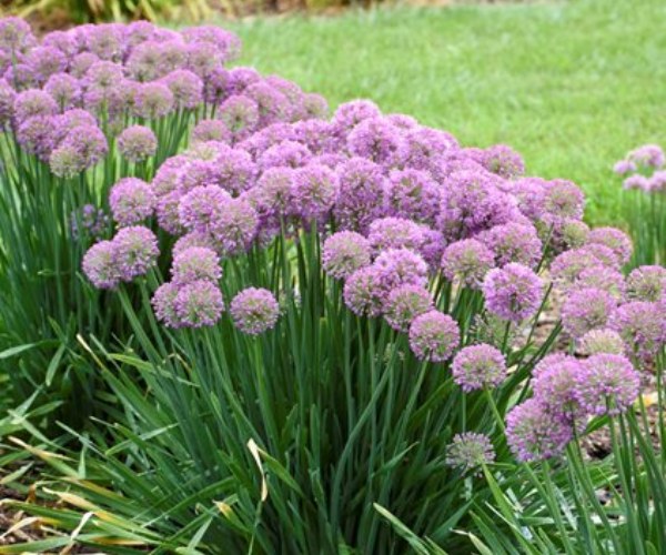 Allium Bulbs are flowering plants often grown for their ornamental value