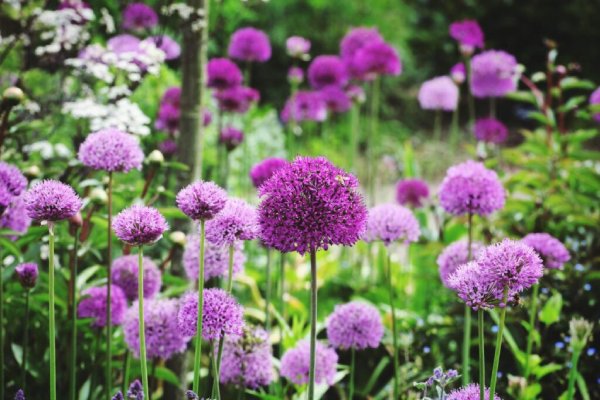 Allium Bulbs