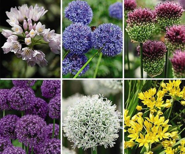 Allium is a beautiful flowering bulb with hundreds of species