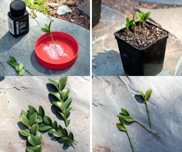 Dwarf English Boxwood can be propagated either by stem cuttings or seed