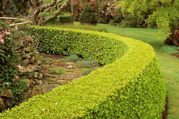 Dwarf English Boxwood is an an attractive hedge plant