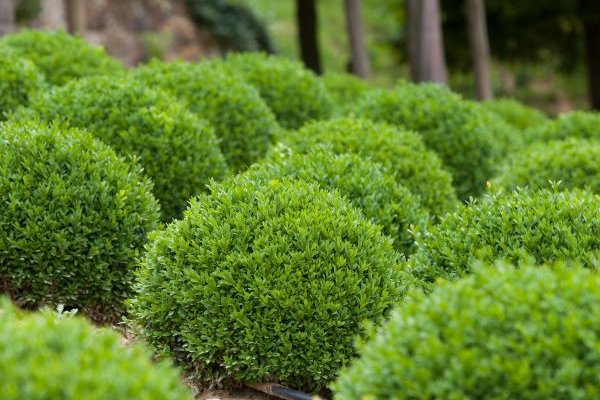 Dwarf English Boxwood