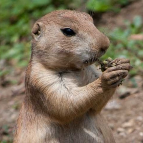 Gophers has fur-lined cheek pouches or pockets which they use to carry and store food