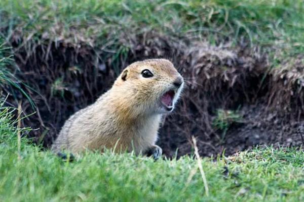 Gophers